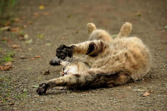Cat pictures｜ん～～～～！