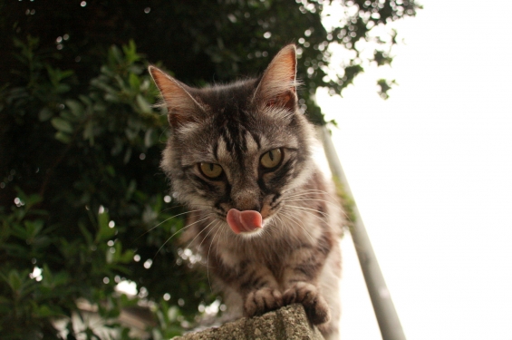 Cat pictures｜ぺろん。