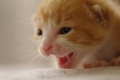 里親募集にゃ！