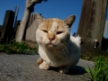 谷中にゃんこ