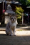 神社にゃんこ