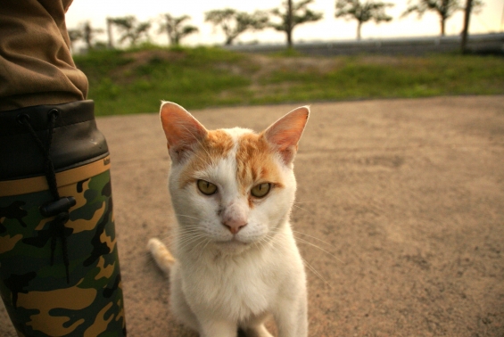 Cat pictures｜いっしょに。