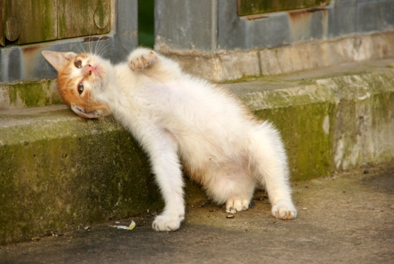 Cat pictures｜背中がかゆいの。