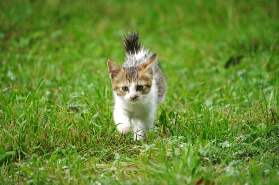 Cat pictures｜草原の中を。