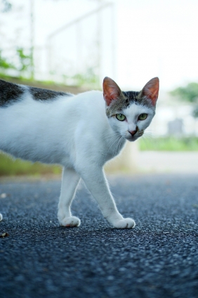 Cat pictures｜男前！