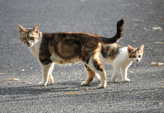 Cat pictures｜おかあさんといっしょ。