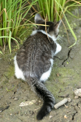 Cat pictures｜かくれんぼ