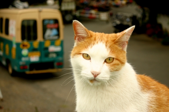 Cat pictures｜クロネコ？