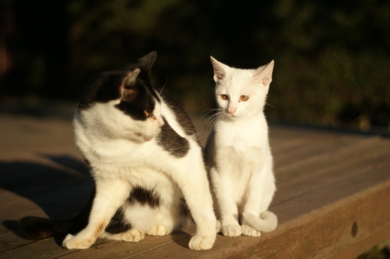 Cat pictures｜おじちゃんだれ？