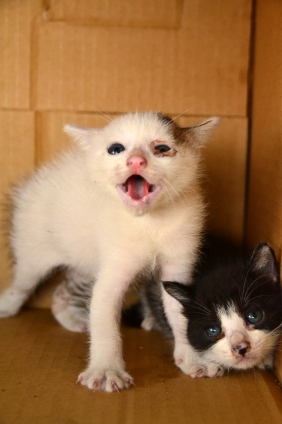 Cat pictures｜小さな命・捨てないで！！！
