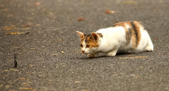 Cat pictures｜蝶を見る子にゃんこ
