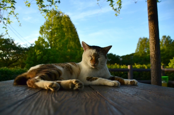 Cat pictures｜瞑想中？