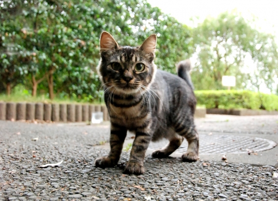 Cat pictures｜キリッ。