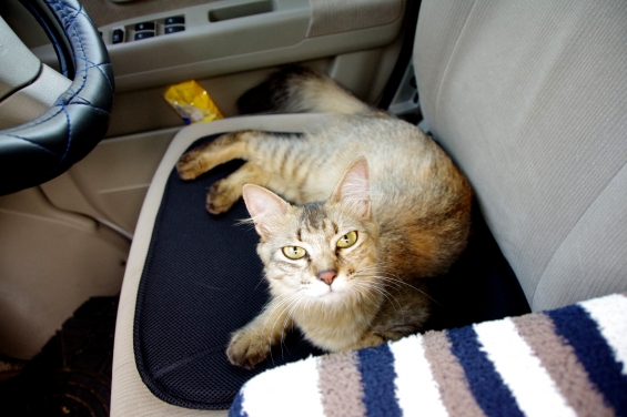 Cat pictures｜ヘイ！乗ってかにゃい？