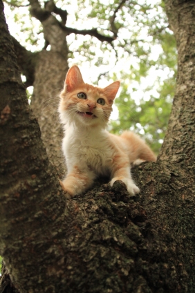 Cat pictures｜に～っ。