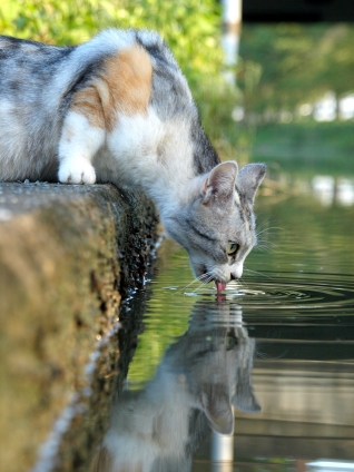 Cat pictures｜のど、渇くわ～