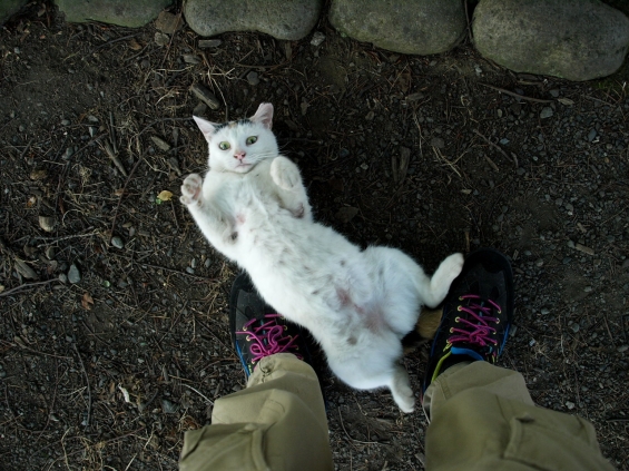 Cat pictures｜芸術は爆発だ！