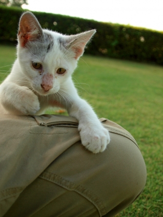 Cat pictures｜あまえんぼ