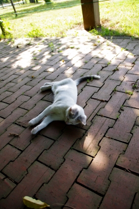 Cat pictures｜お昼寝