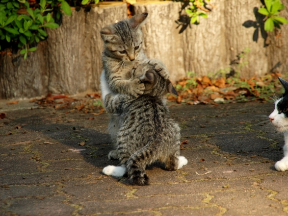 Cat pictures｜ねこずもう。