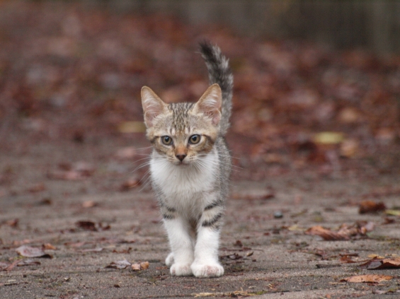 Cat pictures｜秋の気配