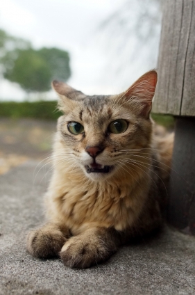 Cat pictures｜ねぇねぇ！