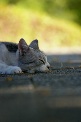 Cat pictures｜お昼寝