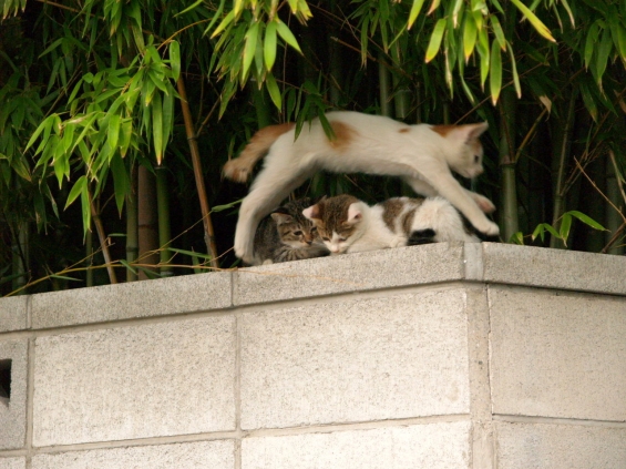 Cat pictures｜あらよっと！