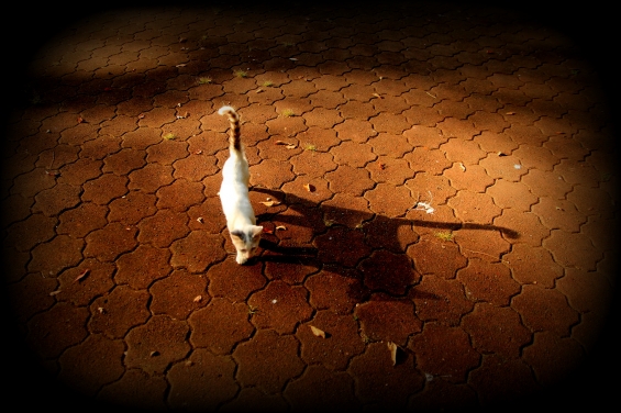 Cat pictures｜影