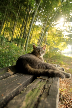 Cat pictures｜定位置