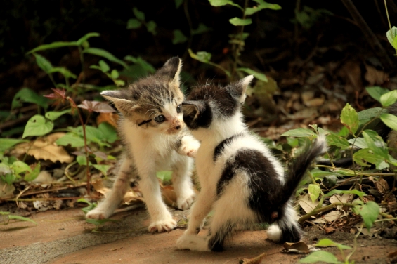 Cat pictures｜やるか～！