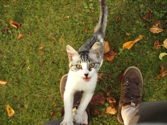 Cat pictures｜あそぼ！あそぼ！ 