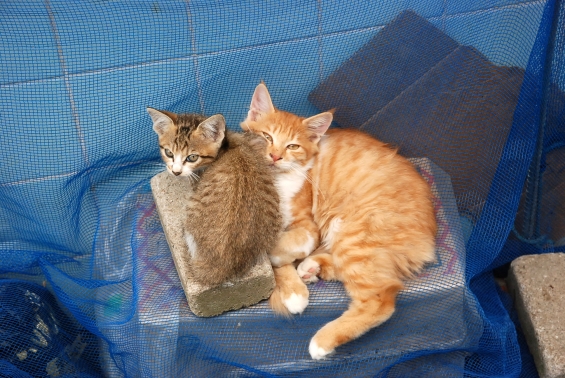 Cat pictures｜いっしょに。