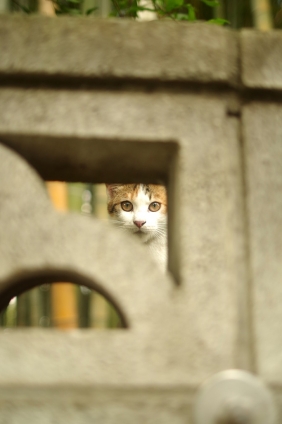 Cat pictures｜じぃぃぃぃ～っ。