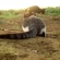 夕焼けにゃんこ