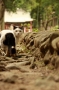 神社猫