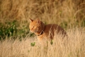 江ノ島にゃんこ
