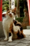 狛猫