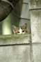 にゃんだ？