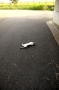 暑いにゃ・・・・・