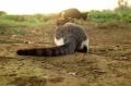 夕焼けにゃんこ