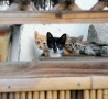 子猫たち