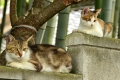 親子