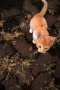 子猫