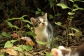 子猫