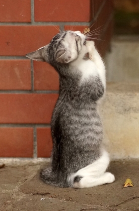 Cat pictures｜「祈り」
