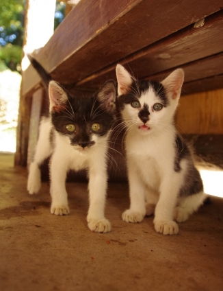 Cat pictures｜きょうだい