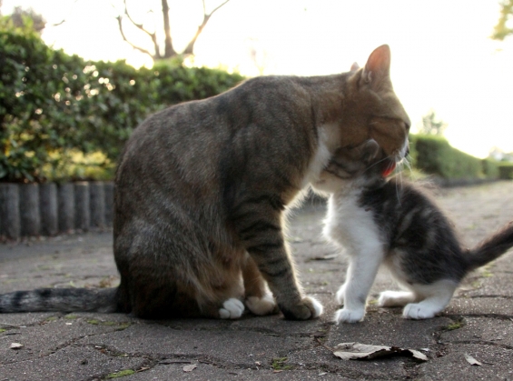 Cat pictures｜毛づくろい