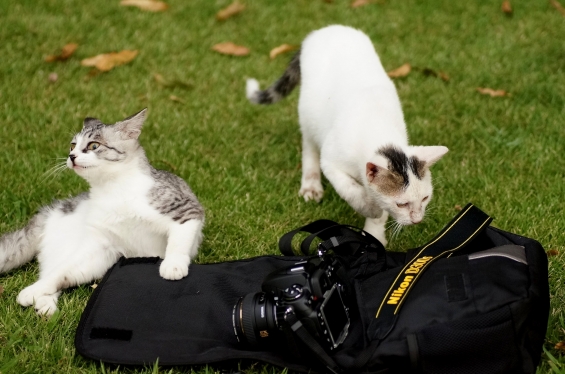 Cat pictures｜休憩中