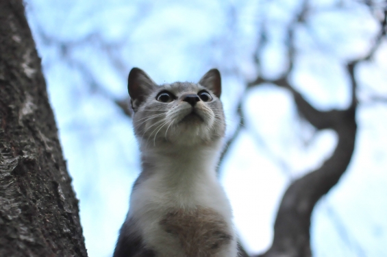 Cat pictures｜見上げる。